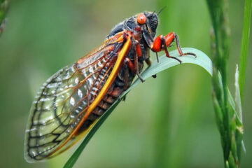 Periodical cicadas will emerge in 2024. Here's what you need to know about these buzzing bugs.