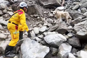 Roger, a Failed Drug Dog, Becomes a Hero of Taiwan’s Quake Response