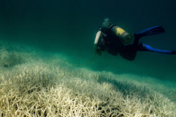 The Widest-Ever Global Coral Crisis Will Hit Within Weeks, Scientists Say