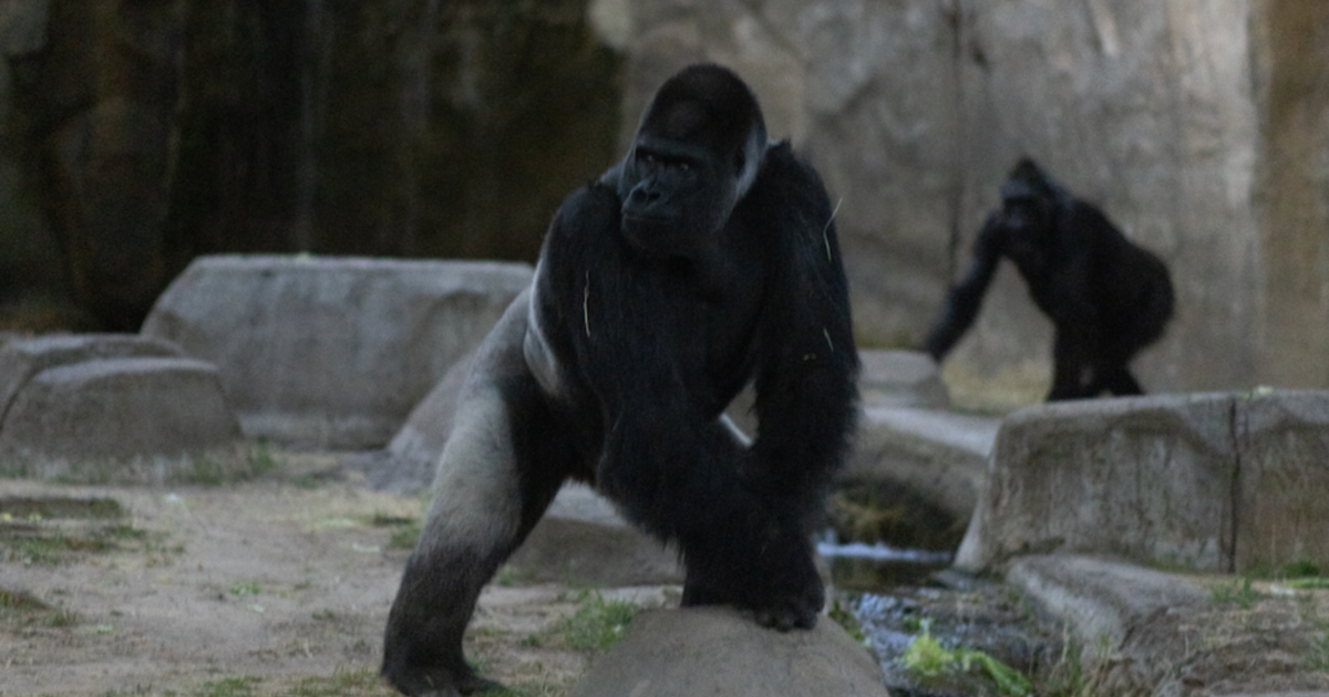 Zoo animals got quiet, exhibited nighttime behavior during total solar eclipse