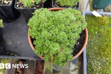 Extinct ‘mountain jewel’ plant returned to wild - in secret location