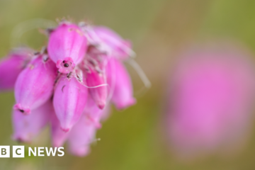 Scotland's Flow Country wins Unesco world heritage listing